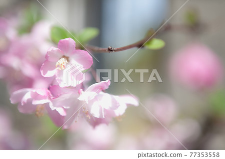 Malus halliana blooming in early spring Malus halliana blooming in early spring 77353558