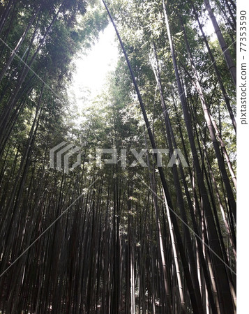 Bamboo forest landscape 77353590