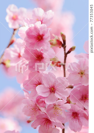 盛開的陽光映襯在藍天下的櫻花 77353845