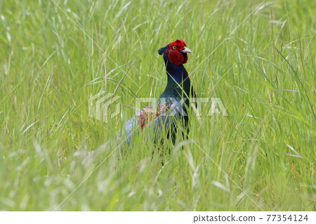《Banyu Fureai Park, Hiratsuka City》 Foraging pheasants are wary of the surroundings 《Banyu Fureai Park, Hiratsuka City》 Foraging pheasants are wary of the surroundings 77354124