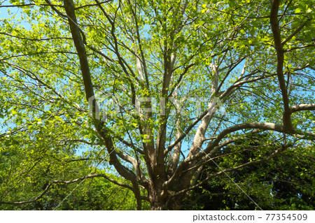 Fresh green of American sycamore, a giant tree with splendid branching Fresh green of American sycamore, a giant tree with splendid branching 77354509