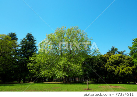 One of the 100 best trees in Setagaya, the fresh green of American sycamore in Kinuta Park One of the 100 best trees in Setagaya, the fresh green of American sycamore in Kinuta Park 77354511