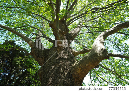 Fresh green American sycamore 100 selections of Setagaya famous trees / Kinuta Park 77354513