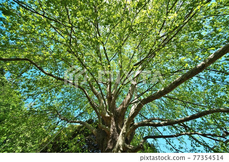 Fresh green of American sycamore, a giant tree with splendid branching Fresh green of American sycamore, a giant tree with splendid branching 77354514