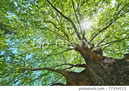 Fresh green of American sycamore, a giant tree with splendid branching Fresh green of American sycamore, a giant tree with splendid branching 77354515