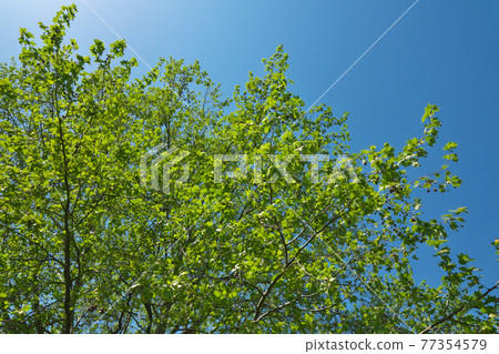 四月採摘的新鮮綠色美國梧桐 四月採摘的新鮮綠色美國梧桐 77354579