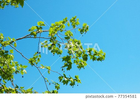 Fresh green American sycamore taken in April 77354581