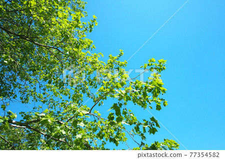 Fresh green American sycamore taken in April 77354582