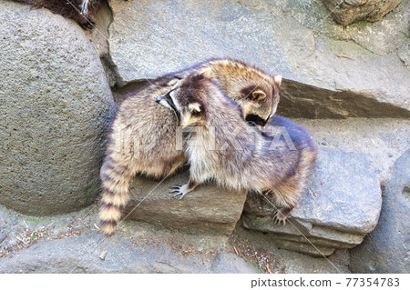 兩隻可愛的浣熊在岩石上玩耍 兩隻可愛的浣熊在岩石上玩耍 77354783