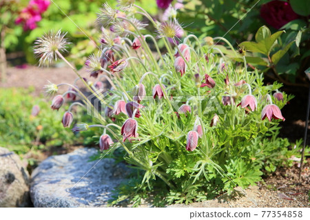 Flower of Okinagusa 77354858