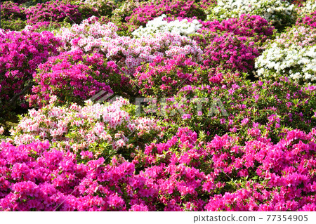 Nishiyama Park Azalea 100 selections of Japanese historical parks Nishiyama Park Azalea 100 selections of Japanese historical parks 77354905