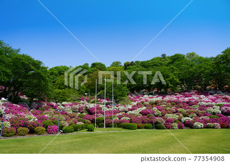 西山公園杜鵑花100種日本歷史公園 西山公園杜鵑花100種日本歷史公園 77354908