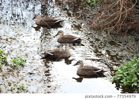 在淺水中休息 77354979