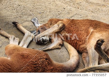 Higashiyama Zoo, Nagoya City, Aichi Prefecture Kangaroo sleeping elegantly in the sand Higashiyama Zoo, Nagoya City, Aichi Prefecture Kangaroo sleeping elegantly in the sand 77355057