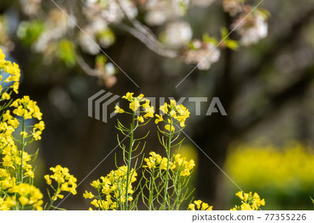 Rape blossoms Rape blossoms 77355226