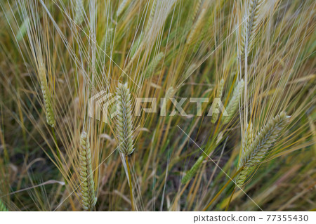 Wheat closeup Wheat closeup 77355430