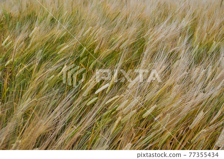Wheat field breeze Wheat field breeze 77355434