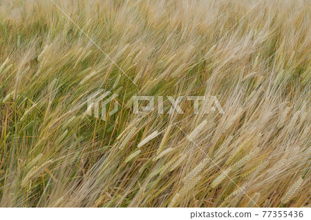 Wheat field breeze Wheat field breeze 77355436