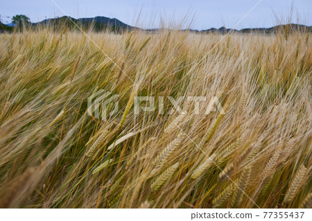 Rural wheat field Rural wheat field 77355437