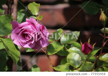 玫瑰紫玫瑰 玫瑰紫玫瑰 77355458