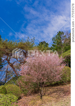 （神奈川縣）豆櫻盛開的禮物箱根公園 77355578