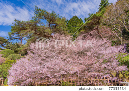 （神奈川縣）豆櫻盛開的禮物箱根公園 77355584