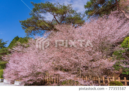 (Kanagawa Prefecture) Mamezakura Blooming Gift Hakone Park 77355587