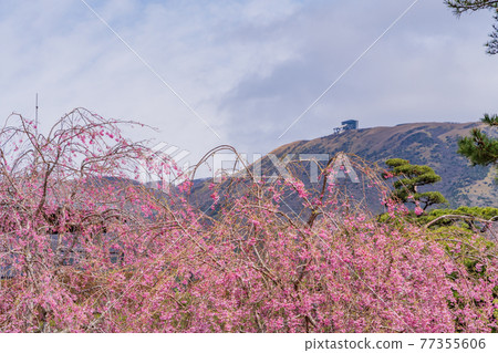 (Kanagawa Prefecture) Mamezakura Blooming Gift Hakone Park 77355606
