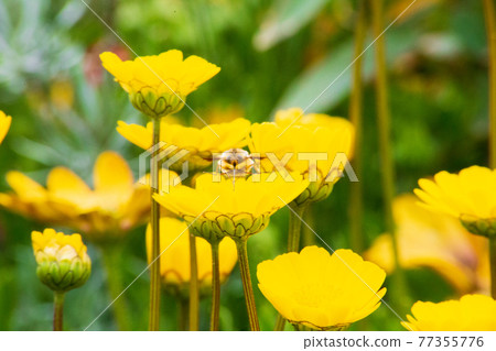 黃花蟲園明城 77355776