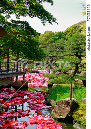 Peony of Yushien Peony of Yushien 77355826