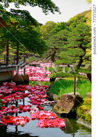 Peony of Yushien Peony of Yushien 77355827