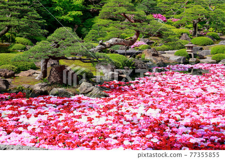 Peony of Yushien Peony of Yushien 77355855