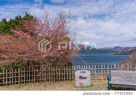 (Kanagawa Prefecture) Mt. Fuji seen from Hakone Park 77355993