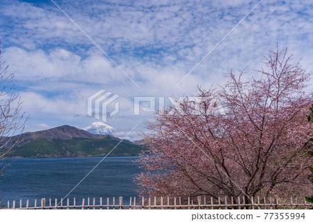 (Kanagawa Prefecture) Mt. Fuji seen from Hakone Park 77355994