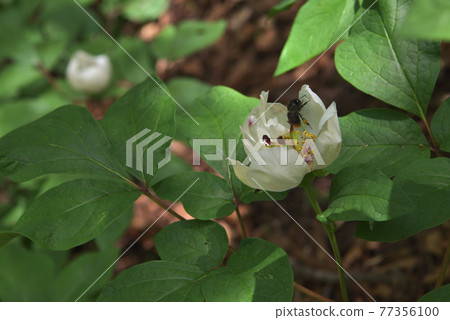 Bombus ignitus visited for Paeonia obovata and honey sucking 77356100