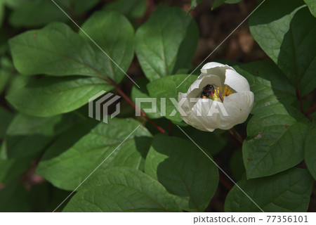 Bombus ignitus 探訪芍藥和吸蜜 77356101