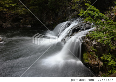 鮮綠色中野白瀧 77357327