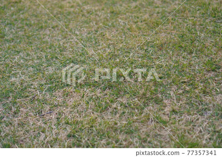 Lawn in the park 77357341