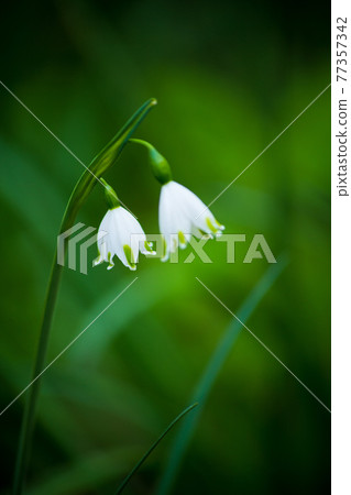 Snowdrop gardening home time botanical 77357342