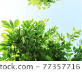 Bright green leaf background material Bright green leaf background material 77357716