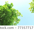 Bright green leaf background material Bright green leaf background material 77357717