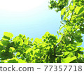 Bright sky and beautiful fresh green leaves Bright sky and beautiful fresh green leaves 77357718