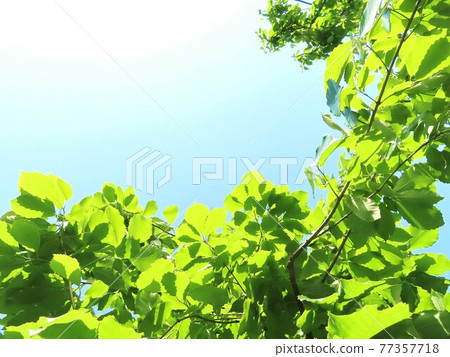 Bright sky and beautiful fresh green leaves 77357718