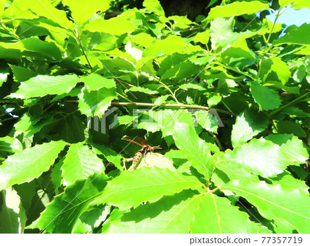 Paper wasps on green leaves Paper wasps on green leaves 77357719