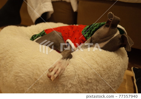 Italian Greyhound that sleeps tiredly Italian Greyhound that sleeps tiredly 77357940