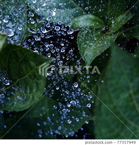 Hydrangea leaves and jewel-like raindrops on a spider web Hydrangea leaves and jewel-like raindrops on a spider web 77357949