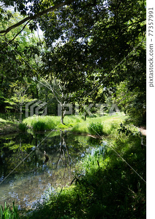 森林中的一條小溪在新鮮的綠色中 77357991