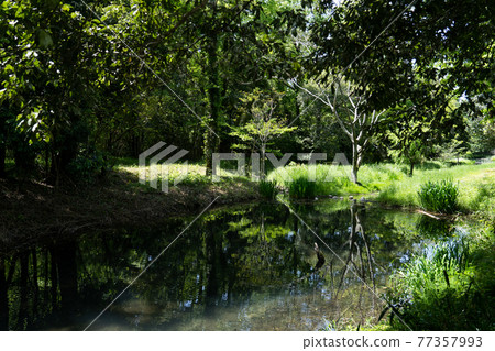 森林中的一條小溪在新鮮的綠色中 森林中的一條小溪在新鮮的綠色中 77357993