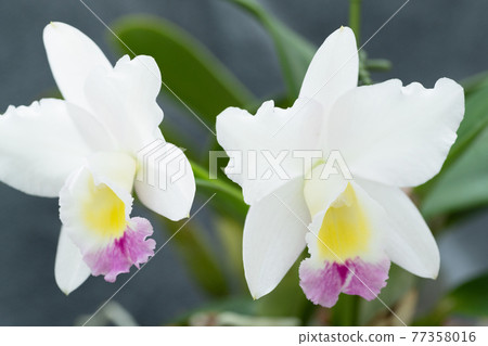 Orchid flower Orchid flower 77358016