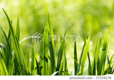 鳶尾葉的透射光 鳶尾葉的透射光 77358276